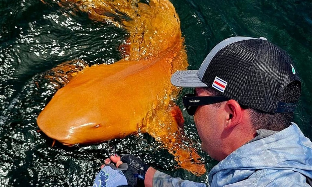 Un hombre en Costa Rica pescó a un tiburón naranja y blanco: es tan extraño que la ciencia ha tenido que investigarlo